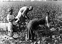 A woman and 3 young girls picking cotton in a field (1937) Women and Cotton.jpg