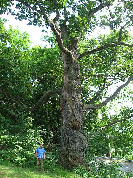 Worshipping Oak, August 2012