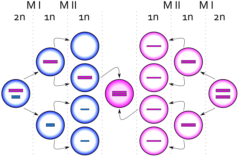 File:XXX syndrome (male).svg