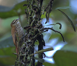 <i>Xenops</i> Genus of birds