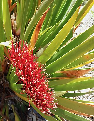 <i>Xeronema callistemon</i> Species of flowering plant