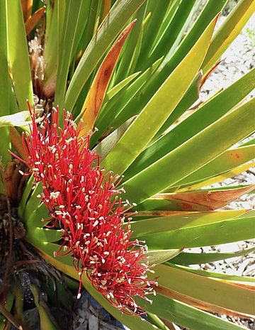 Xeronema callistemon