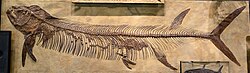 Xiphactinus in Denver Museum.jpg