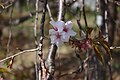 P109 山桜枝垂 Yamazakurashidare 花の写真