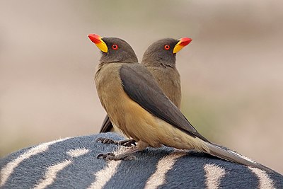 کنه‌خوار نوک‌زرد