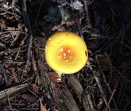 Yellow-patches Ontario Canada