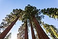 * Nomination Mariposa Grove of Giant Sequoias in Yosemite National Park, California, USA --XRay 04:16, 16 January 2023 (UTC) * Promotion  Support Good quality. --Terragio67 04:50, 16 January 2023 (UTC)