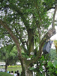 Pokok Cengkih Hutan Wikipedia Bahasa Melayu 