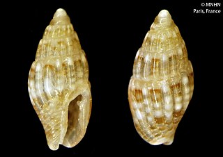 <i>Zafra vercoi</i> Species of gastropod