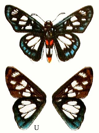 <i>Abantis zambesiaca</i> Species of butterfly