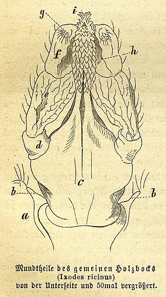 File:Zecke Brehms2.jpg