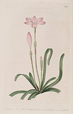 Miniatura para Zephyranthes rosea