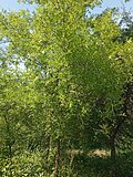 Миниатюра для Файл:Zizyphus jujuba tree.jpg