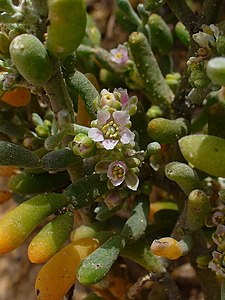 Zygophyllum fontanesii Buds and flowers