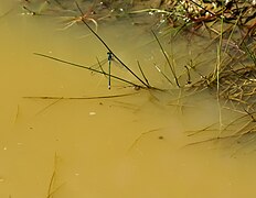 Zygoptère sur plante aquatique au dessus d'une mare.jpg