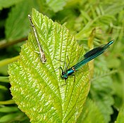 Agrion à larges pattes (Platycnemis pennipes) et Calopteryx éclatant (Calopteryx splendens).