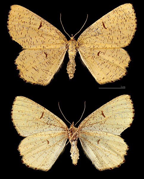 File:(MHNT) Angerona prunaria - Loucen Czech Republic - Female.jpg