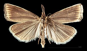 Thisanotia chrysonuchella sylvina – mounted specimen female ventral
