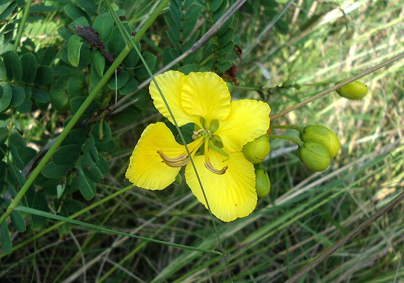 File:(Senna auriculata) at kambalakonda 05.JPG