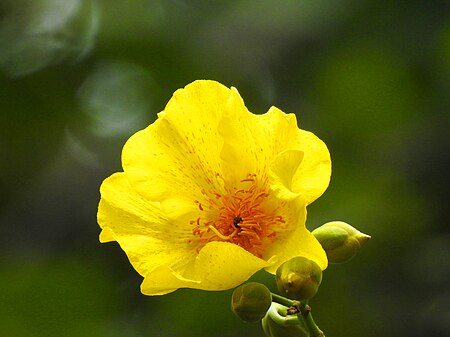 ไฟล์:สุพรรณณิการ์_Cochlospermum_religiosum_(L.)_Alston_Family_COCHLOSPERMACEAE_(1).jpg