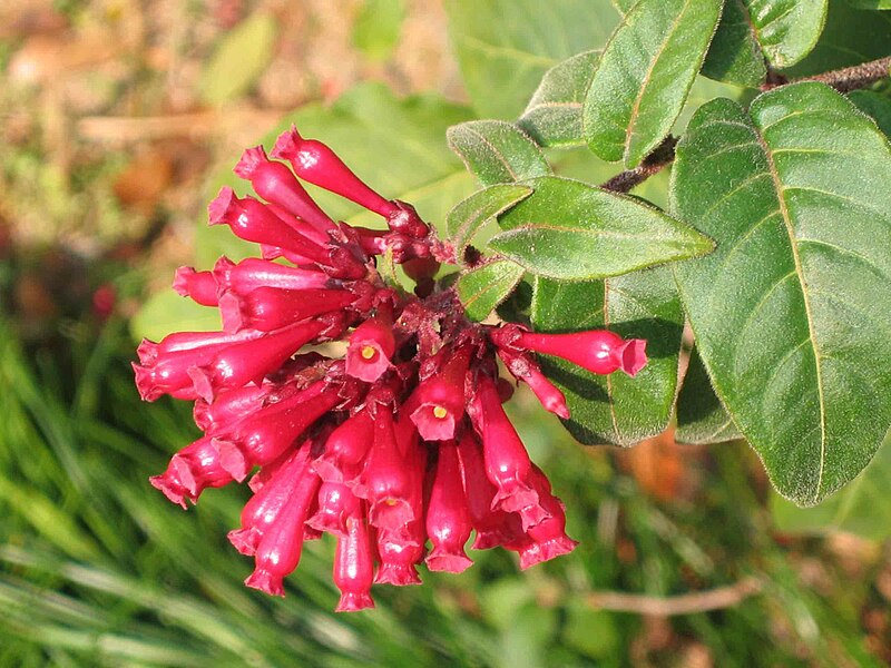 File:瓶子花 Cestrum elegans -香港動植物公園 Hong Kong Botanical Garden- (9204832817).jpg