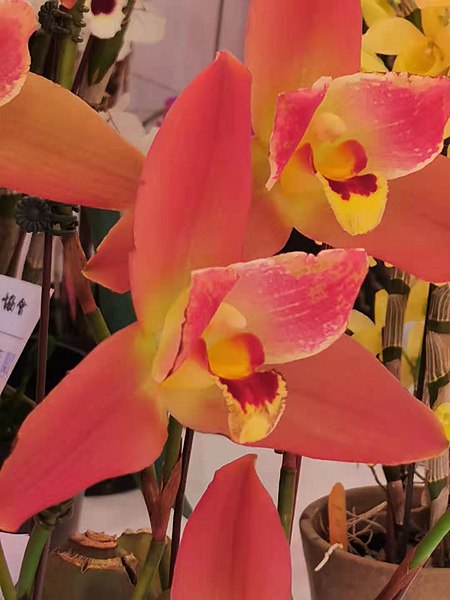 File:紅寶捧心蘭 Angulocaste Red Jewel - 2022 Taichung Lecheng Temple National Orchid Show, Taiwan. 20220211150503 01.jpg