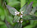 Spermacoce latifolia à Hong Kong