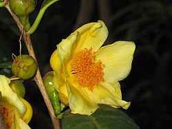 顯脈金花茶 Camellia euphlebia -香港動植物公園 Hong Kong Botanical Garden- (9213354741).jpg