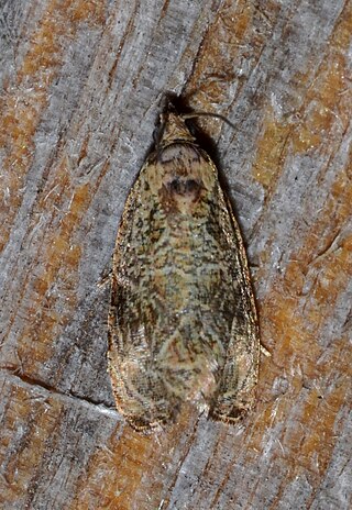 <i>Olethreutes furfuranum</i> Species of moth