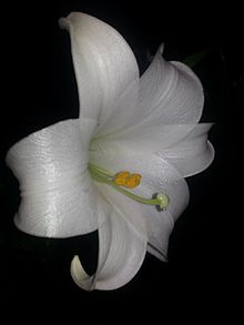 Lilium candidum - Wikipedia, la enciclopedia libre