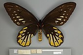 Ventral/bawah melihat seorang perempuan dewasa, Queen Alexandra birdwing menunjukkan merah rambut di dada dengan warna merah dan hitam bergaris-garis perut dan hitam berurat sayap dengan warna kuning dan coklat pucat tanda-tanda.