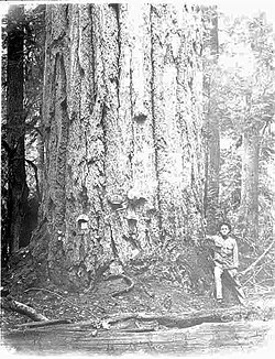 14-foot diameter fir tree at Mineral City, Washington.jpg