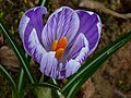 Krokus in den letzten Zügen