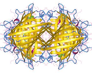 Yellow fluorescent protein Genetic mutant of green fluorescent protein