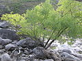 Miniatura per Fraxinus angustifolia