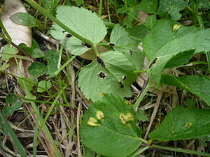 Puccinia aegopodii on ground elder