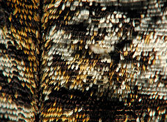 Aile d'un lépidoptère (Lepidoptera sp.) vu au Jardin des papillons, à Hunawihr (France)