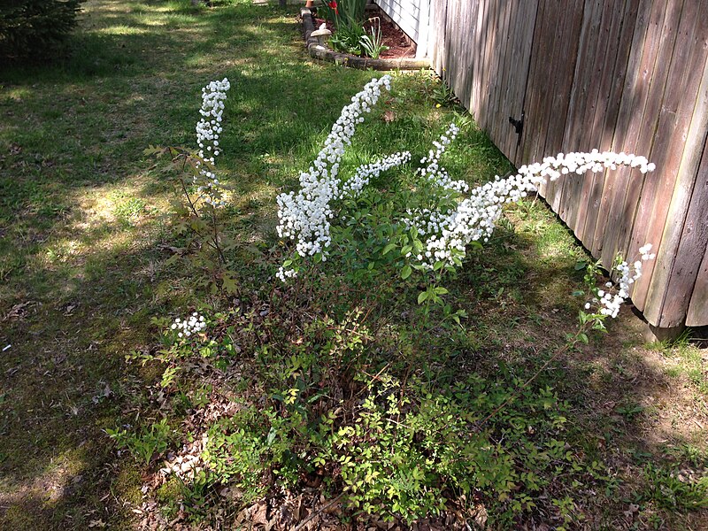 File:2013-05-04 15 00 27 Bridal wreath spiraea in bloom near the house at 988 Terrace Boulevard in Ewing, New Jersey.jpg