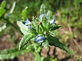 Anchusa arvensis (Acker-Ochsenzunge)