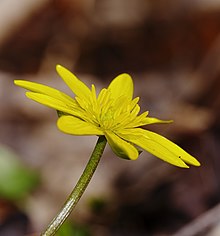 2014.03.09.-23-Kaefertaler Wald-Mannheim-Fruehlings-Scharbockskraut.jpg