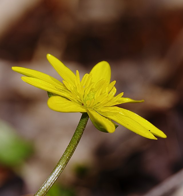 Цветок чистяка весеннего (Ficaria verna)