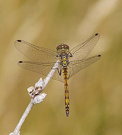 2015.07.11.-18-Mulde Eilenburg--Schwarze Heidelibelle-junges Maennchen.jpg