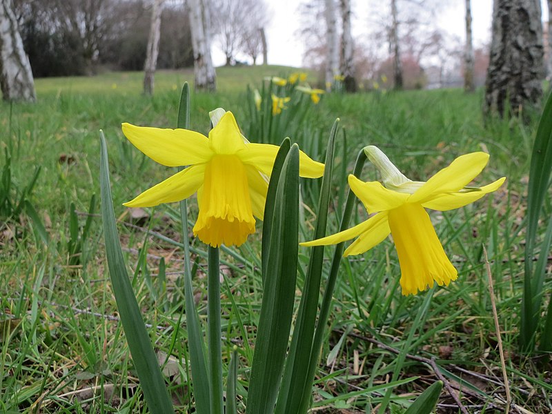 File:20150314Narcissus pseudonarcissus1.jpg