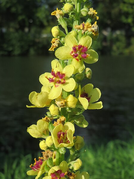 File:20150909Verbascum nigrum.jpg