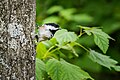 * Nomination: A black-capped chickadee on the trail Sentier des Moulins which folow the river rivière du Moulin next to Chicoutimi, Quebec, Canada. --0x010C 17:28, 28 May 2017 (UTC) * * Review needed