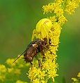 Veränderliche Krabbenspinne - Misumena vatia, Weibchen mit Beute