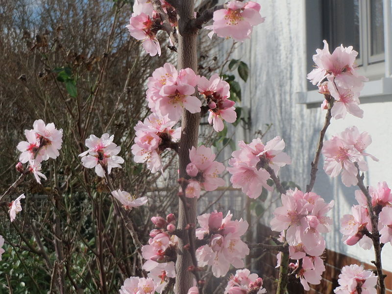 File:20160212Prunus dulcis1.jpg