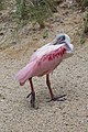 * Nomination Roseate spoonbill (Platalea ajaja). Jurong Bird Park. Jurong, West Region, Singapore. --Halavar 10:37, 1 March 2017 (UTC) * Promotion OK for me. --Basotxerri 16:23, 1 March 2017 (UTC)