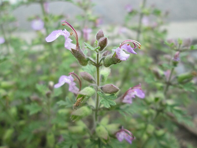 File:20180615Teucrium botrys1.jpg