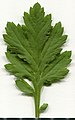 * Nomination Artemisia vulgaris. Leaf adaxial side. --Knopik-som 00:38, 5 June 2021 (UTC) * Promotion Good quality --Llez 04:31, 5 June 2021 (UTC)